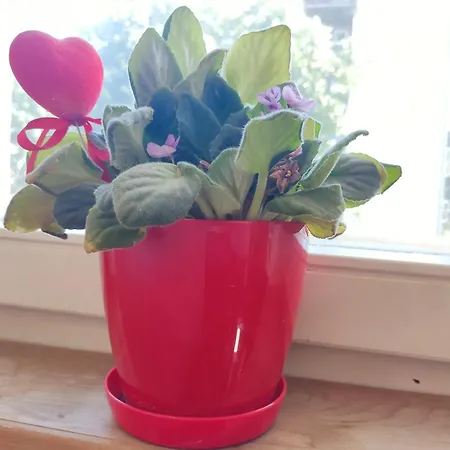 Ada 公寓 贝尔格莱德